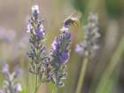 Blue-eyed, digger, long-horned bee on lavender flowers, New Mexico Art Print